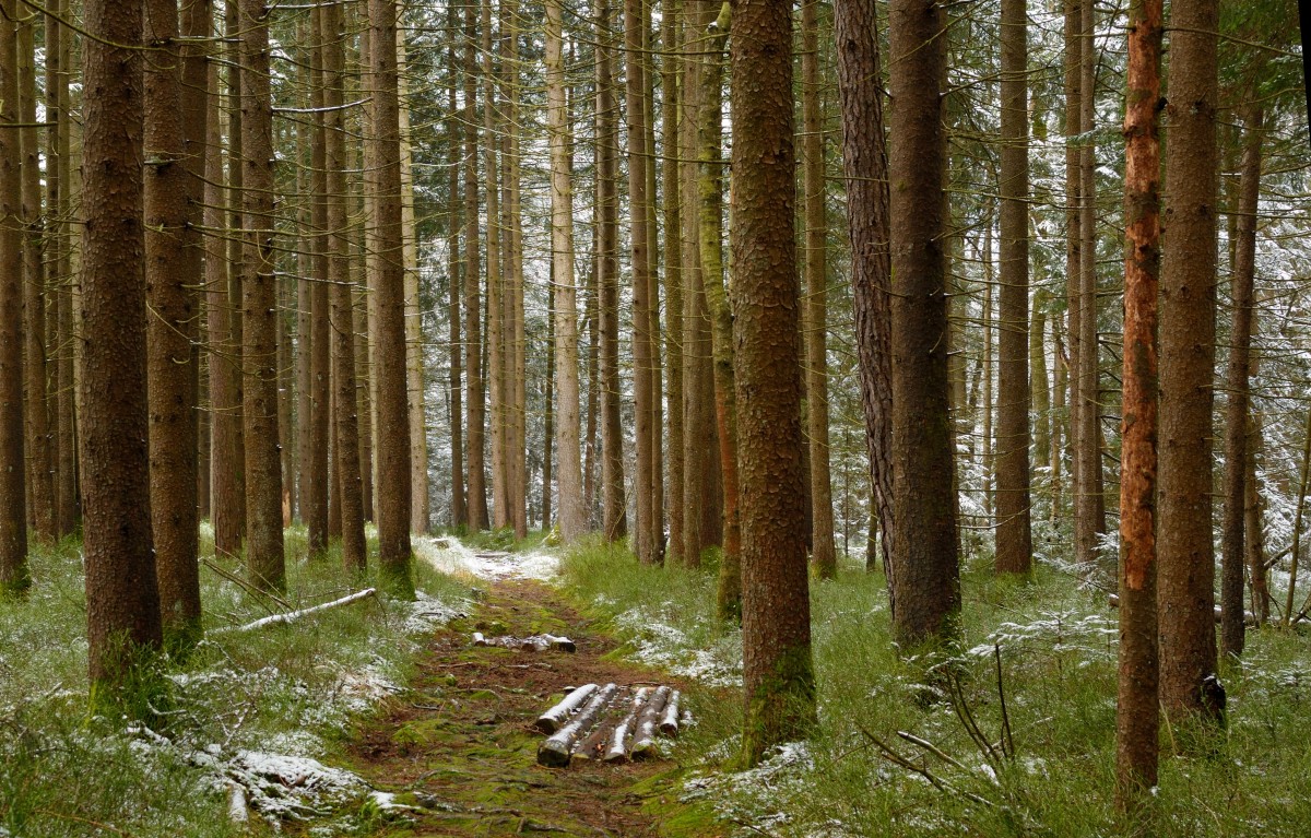 Bayerischer Wald: Sehenswürdigkeiten, Aktivitäten, touristische Bewertungen, Restaurants, Routen