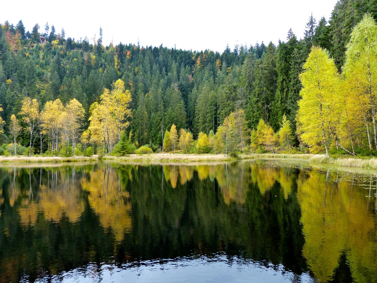 Schwarzwald, Deutschland: Die interessantesten Sehenswürdigkeiten, wo man hingeht, wo man essen kann, Reiseberichte